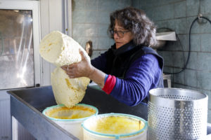 Une femme, fromagère, moule un fromage fermier près de Paysandu en Uruguay.