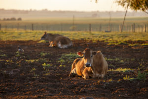 Vache laitière de race Jersiaise au repos après la traite au lever du jour à la ferme Cabanha Ventana à Boa Vista do Incra au Brésil.
