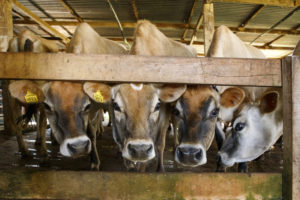 Des vaches laitières de race Jersiaise passent la tête sous la planche d'une barrière dans l'aire d'attente d'une salle de traite