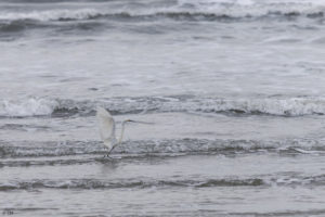 Une aigrette blanche prend son envol dans les vaguelettes sur la plage à Atemi Sul au Paraná.